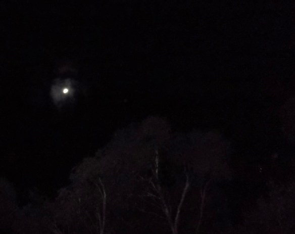 Small Orion ship appears first as a pair of lights between trees, August 25.