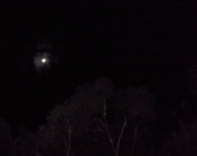 Small Orion ship appears first as a pair of lights between trees, August 25.