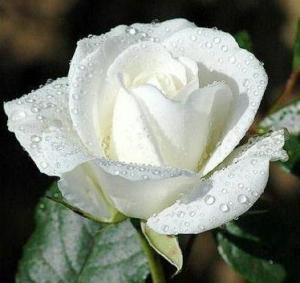 white-rosep