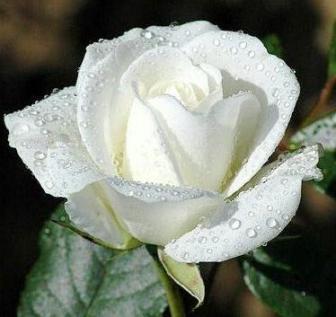 white-rosep