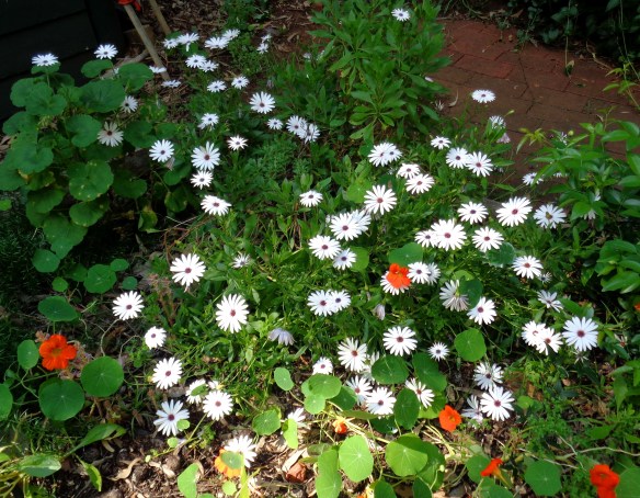 White daisies with a few orange nasturtiums.