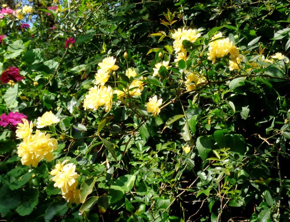 Pale yellow Banksia Roses.