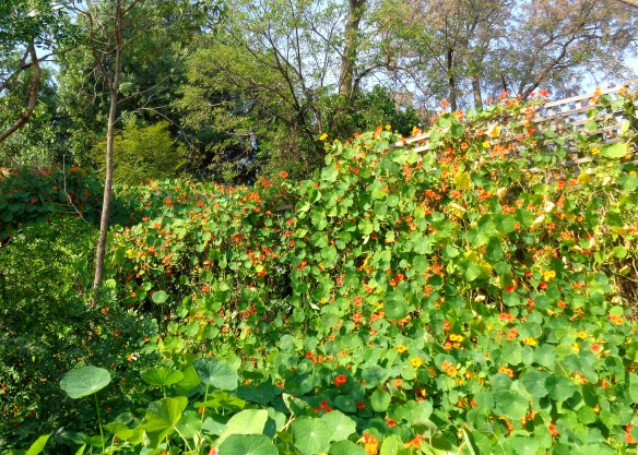 ...and flow over the fences.