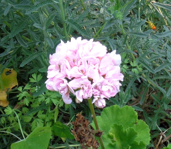 Apple blossom geranium, delicate pink-white...