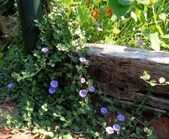 ...cooling into cups of blue...