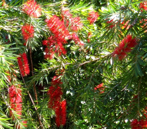 ...changing form in native Bottlebrush...