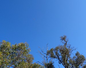 Lightship uncloaks briefly just above and left of a Butcherbird in a bare tree, Oct. 21, 2015.