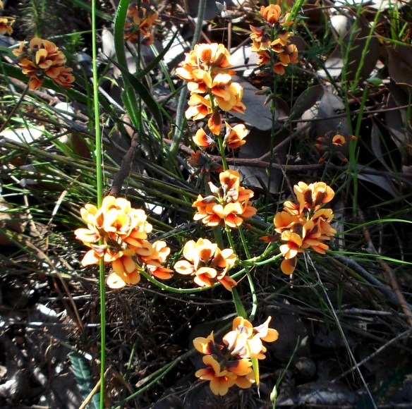 Orange pea flowers...