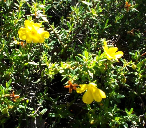 Yellow hibertia, which starts flowering in winter under grey skies, bringing sunshine to earth.