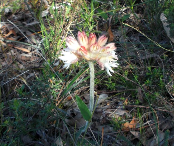 Soft, furry cat's paws...