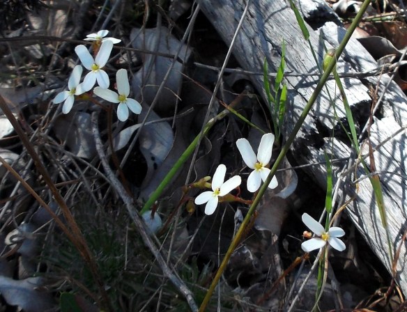 White trigger plants...