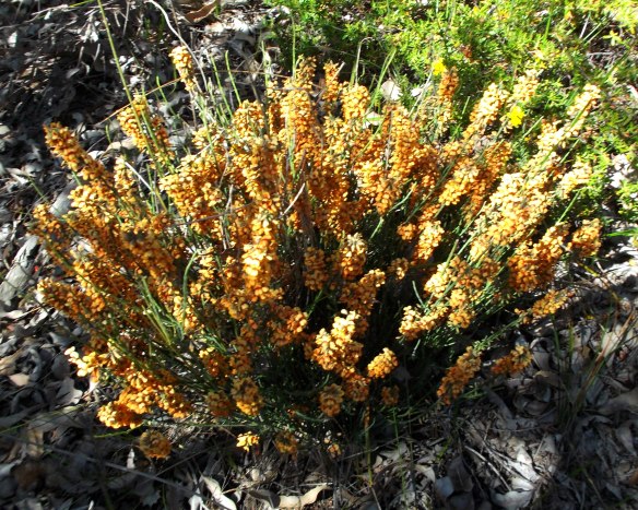 Peachy coloured heather...