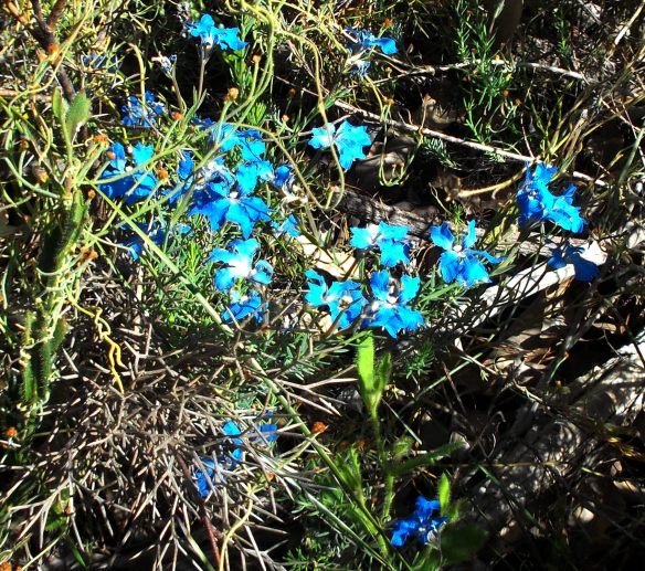 Sky blue leschenaultia...