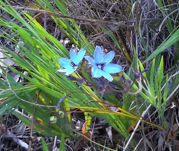 Blue lilies, six-pointed stars...