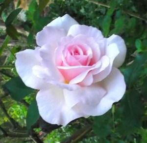 From the garden: 'Arnap's Rose', white with a pink heart, the light of loyalty, love, fidelity to Source.
