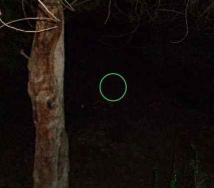 DSC00929 - 11-11-15b