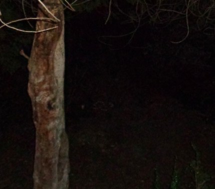 DSC00929 - Copy - Copy (2)