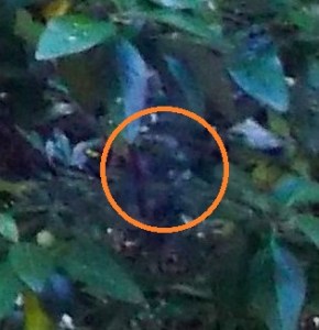 DSCF7387 - Copy - Copy - Copy