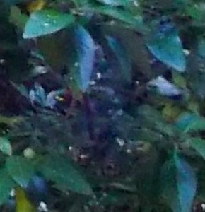 DSCF7387 - Copy - Copy