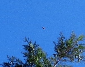 Close-up of ship, showing purple-black underside, white light upper canopy, December 13th, 2015.