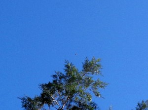 Tau Cetian ship, photo taken looking straight up from the grove/sacred circle, December 13th, 2015.
