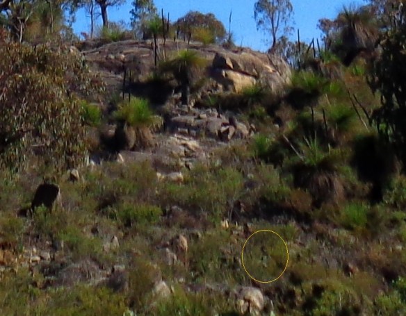 DSC04156 - - Copy (2)