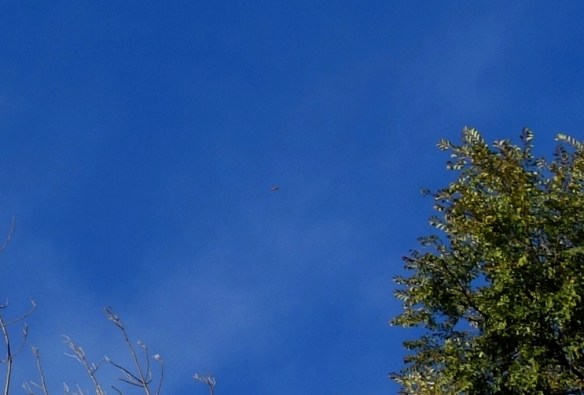 DSC04631 - Copy - Copy (3)