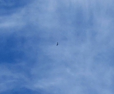 DSC04965 - Copy - Copy