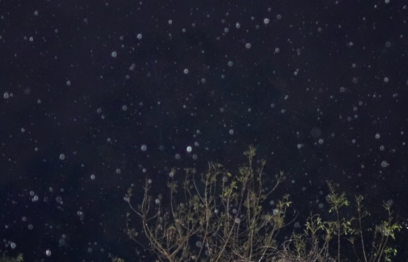 Raindrops with green faces. Photo June 20, 2016.