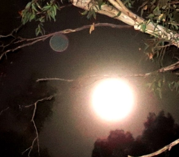 Full Moon, October 16, 2016, with orb 'hanging' from a tree branch.