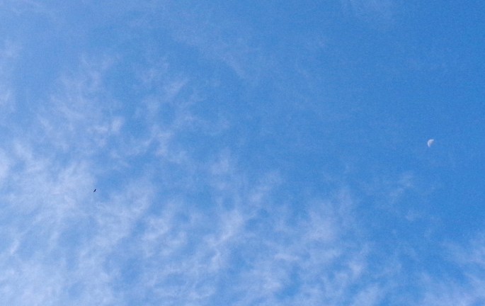 Eagle and Moon, November 7th, 2016.