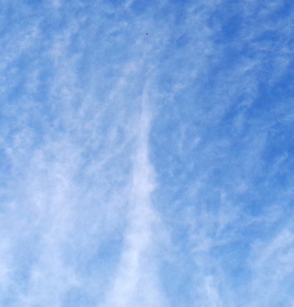 Eagle above white cloud pillar, November 7th, 2016.