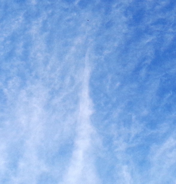Eagle above white cloud pillar, November 7th, 2016.