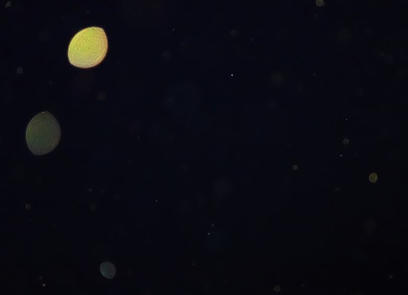 Halorin Lights, or as they called themselves laughingly, the 'Cosmic Lemons'. :)