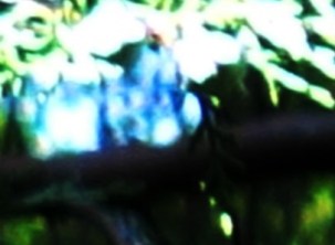 DSC08397 - Copy (2) - Copy