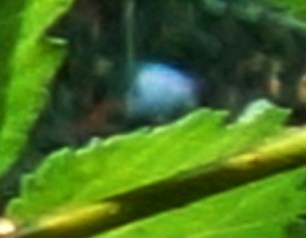 DSC08397 - Copy - Copy